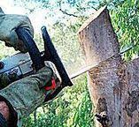  Pea Ridge, FL Tree Removal Pros