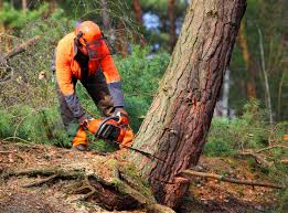Best Tree Maintenance Programs  in Pea Ridge, FL